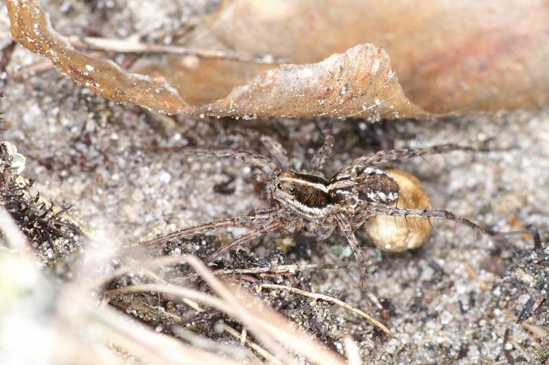 Pardosa_monticola_D2938_Z_85_NP De Hoge Veluwe_Nederland.jpg